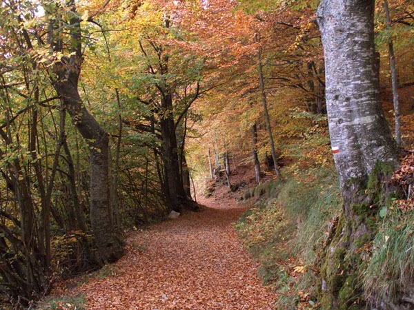 10.AUTUNNO IN ALTA VAL BORBERA.jpg